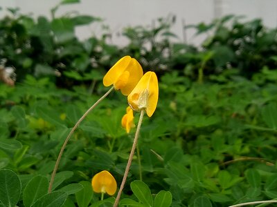 Plant yellow flower garden photo