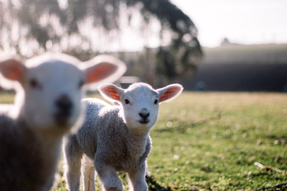 Grass farm nature