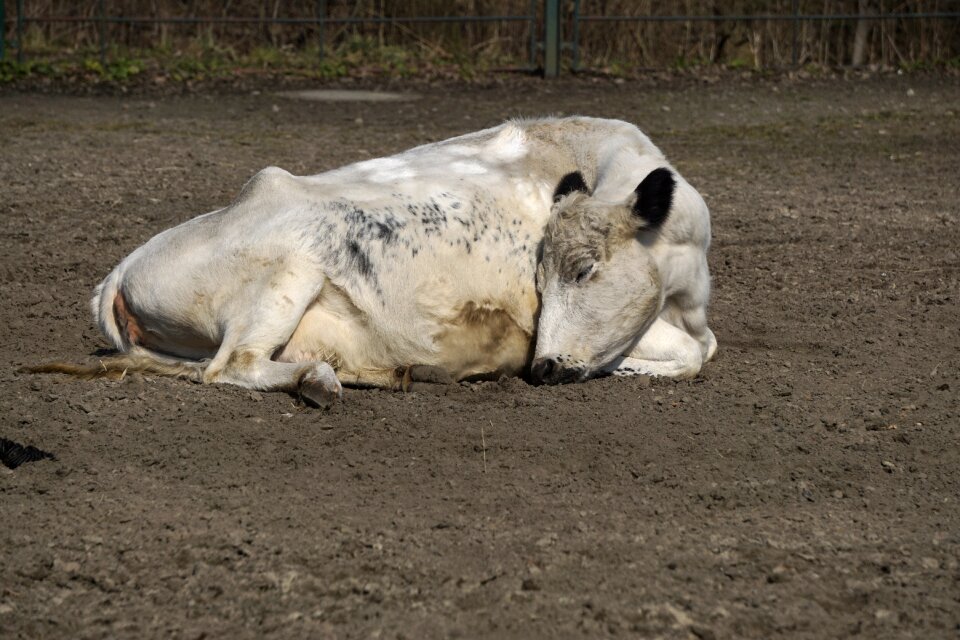 Animal cattle nature