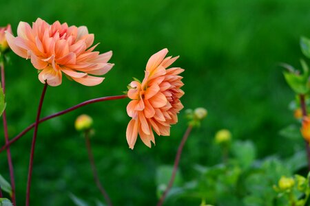 Autumn flower garden plant dahlia garden