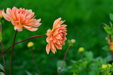 Autumn flower garden plant dahlia garden photo