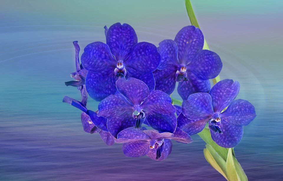 Plant tropical color