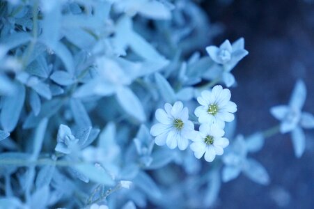 Blossoms nature plant photo