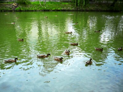 Animals wild birds river
