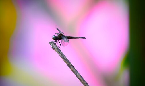 Fly nature dragonfly photo