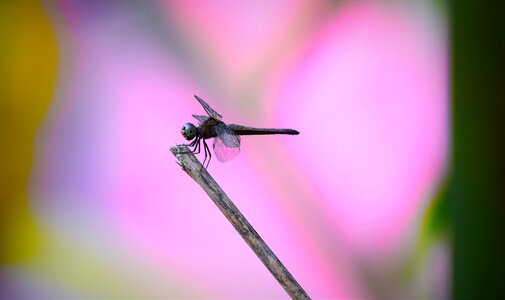 Fly nature dragonfly