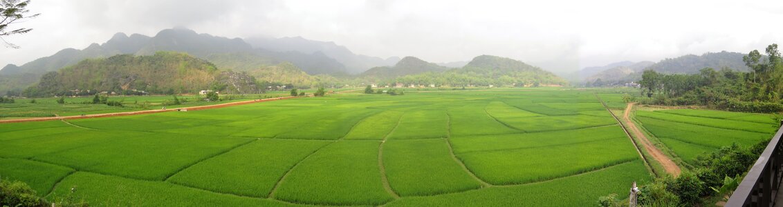 Vietnam rice fields asia photo