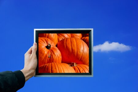 Autumn cucurbita maxima choose