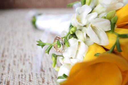 Flowers calla lilies yellow