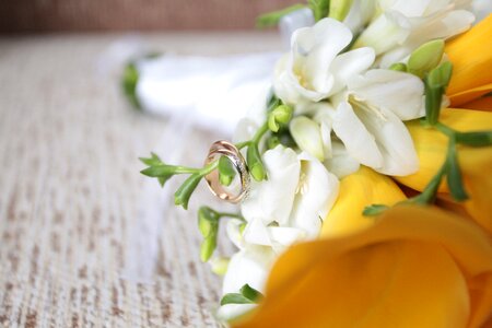 Flowers calla lilies yellow photo