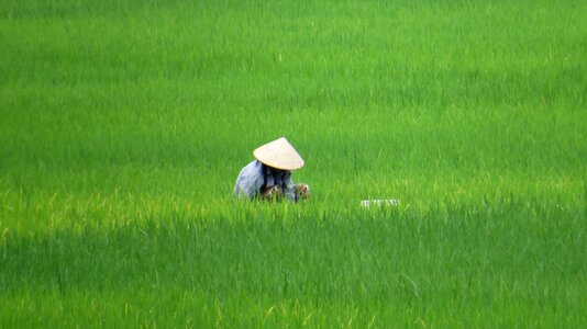 Hat asia mai chau