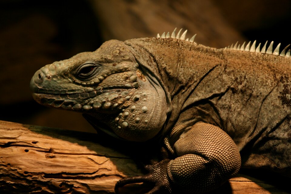 Nature wildlife animal