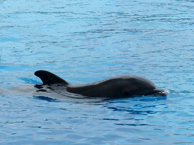 Water marine animal smile