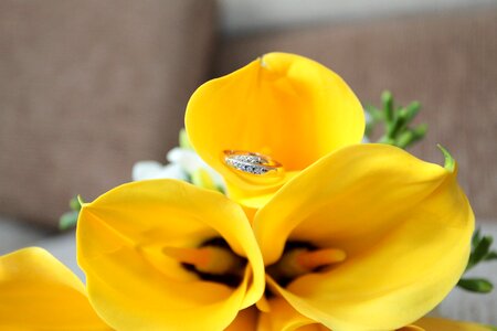 Flowers calla lilies yellow