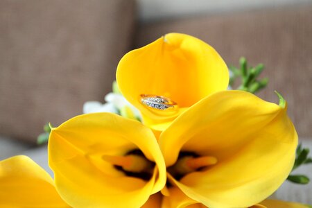 Flowers calla lilies yellow photo