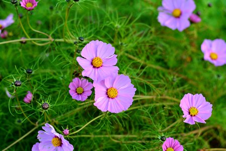 Bloom flower composites