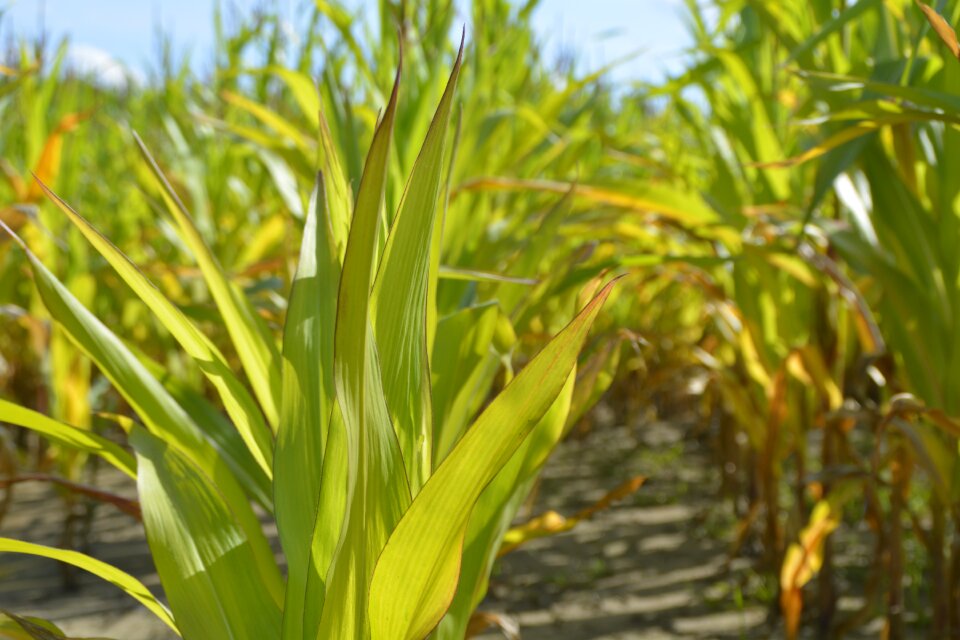 Summer nature agriculture