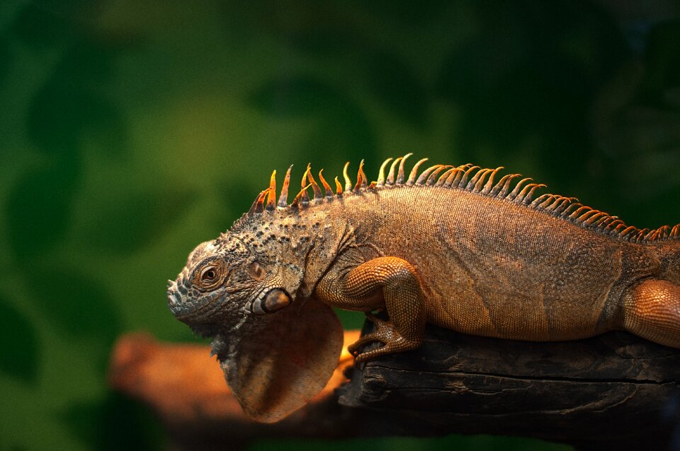 Zoo reptile terrarium
