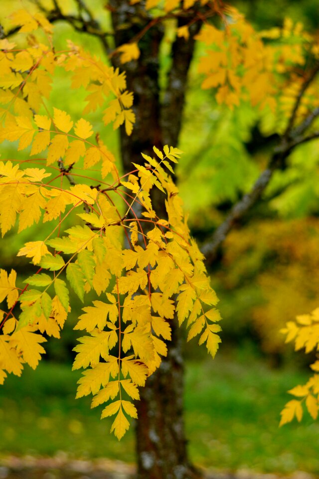 Fall foliage golden autumn yellow leaves photo