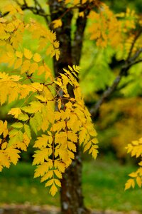 Fall foliage golden autumn yellow leaves