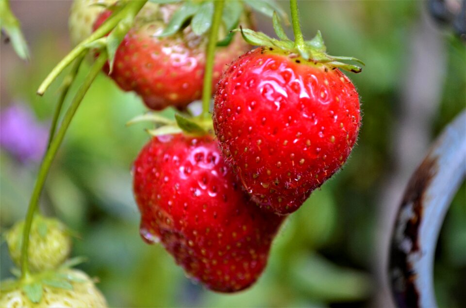 Sheet healthy strawberry