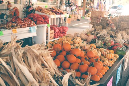 Corn pumpkins halloween