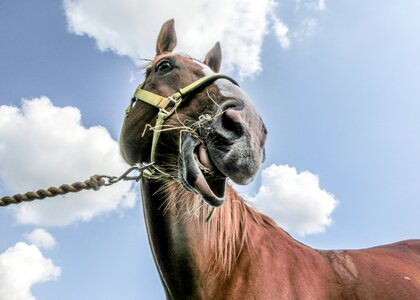 Equestrian animal portrait photo