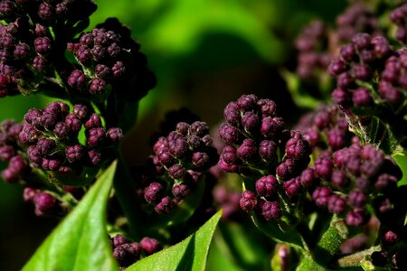 Leaf lilac buds spring