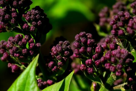 Leaf lilac buds spring photo