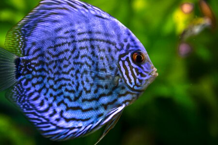 Closeup fish fish tank