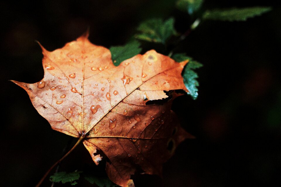 Drops nature forest