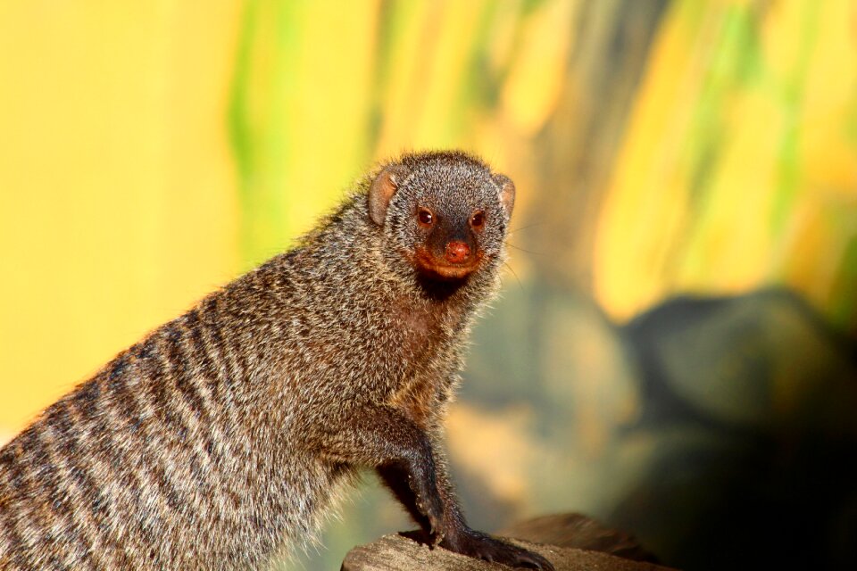Mammals living nature nature