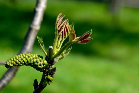 Walnut flower new foliage plant