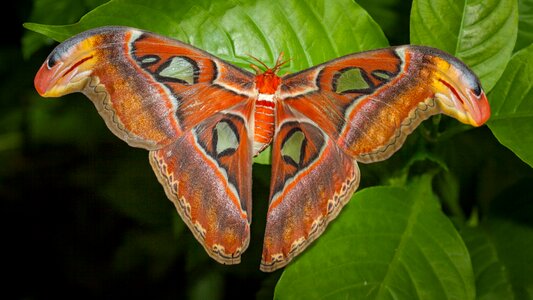 Insect moth wing photo