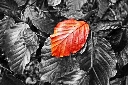 Autumn leaf autumn color red leaf