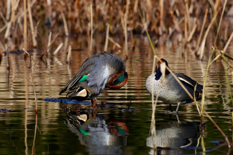 Waterweed bird wild birds