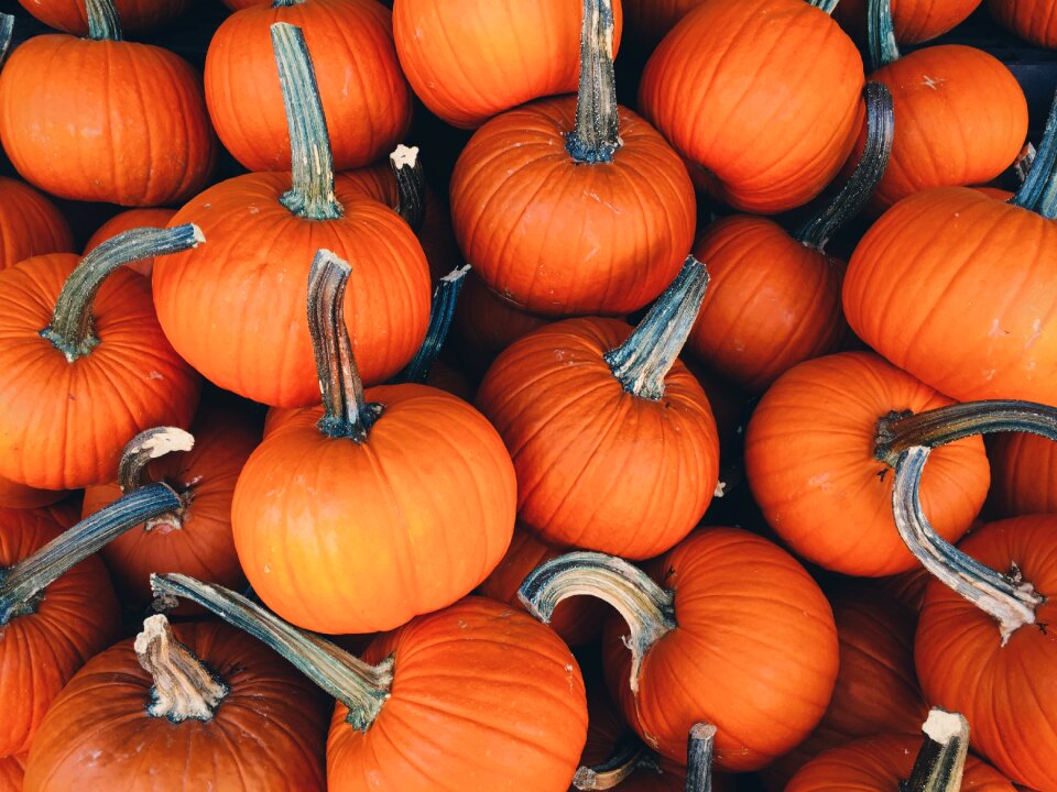 Orange pumpkins halloween