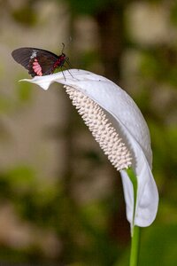 Wildlife flower butterfly