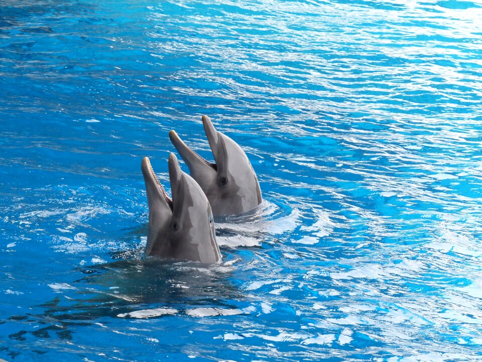 Marine mammal dolphin basin dolphinarium