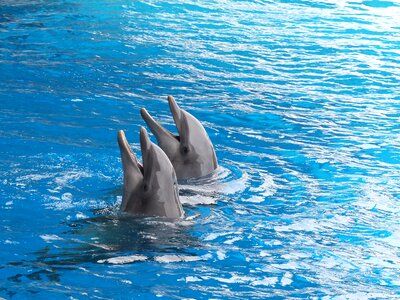 Marine mammal dolphin basin dolphinarium