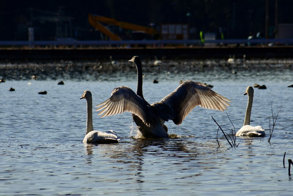 Bird wild birds waterfowl