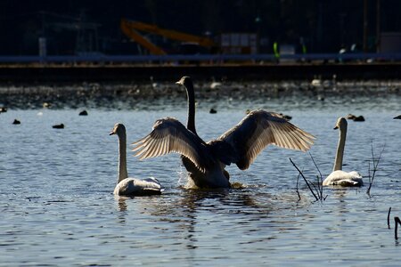 Bird wild birds waterfowl