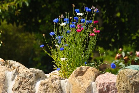 Red flowers stone dike
