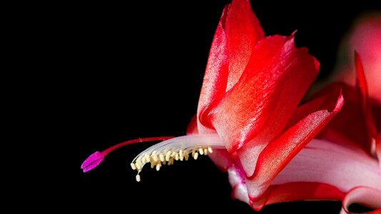 Nature flora christmas cactus