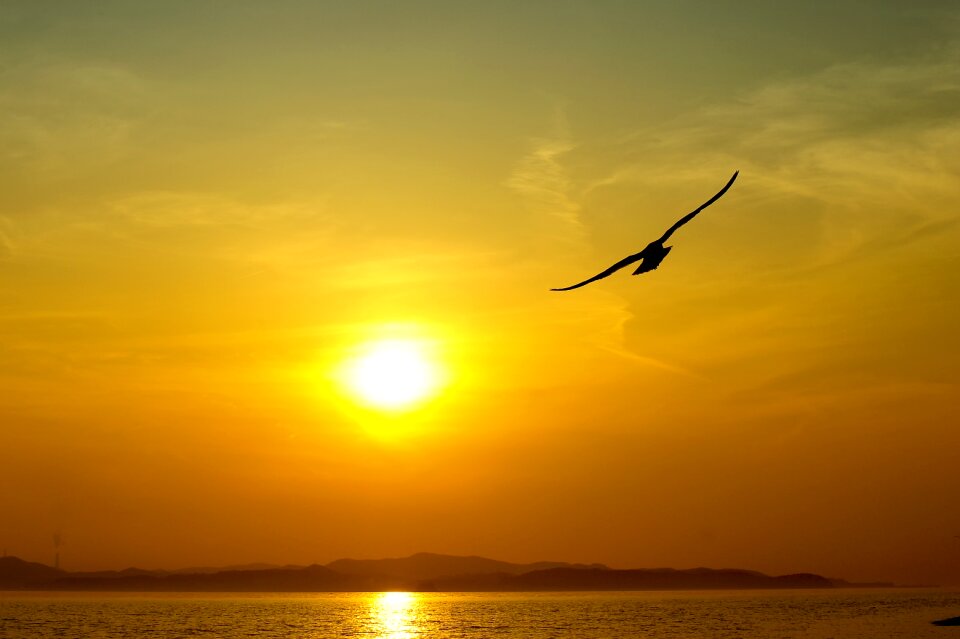 Beach seagull scenery