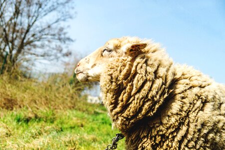 Livestock white nature