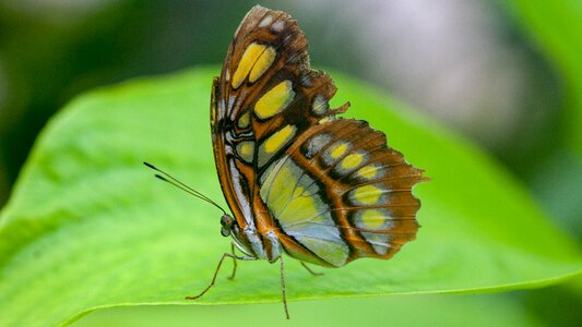 Wing wildlife green butterfly