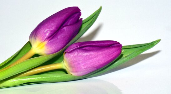 Fresh spring harbinger of spring