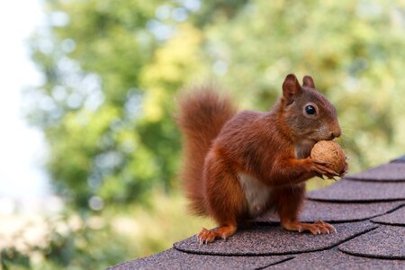 Squirrel nut nibble photo