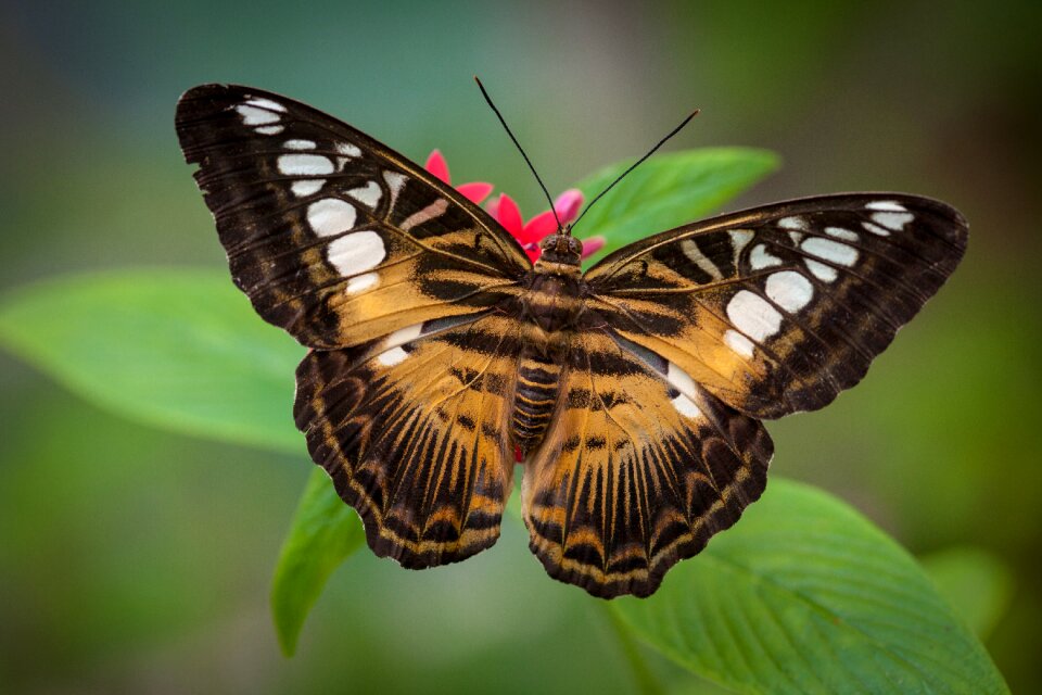 Wing lepidoptera green butterfly